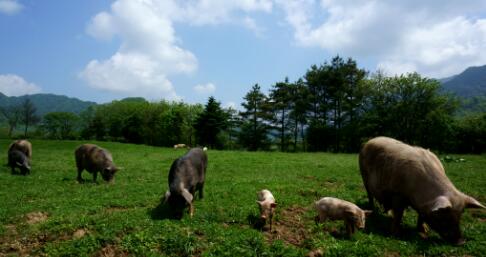 投机养猪时代已经过去,希望南猪北移不是权宜之计!