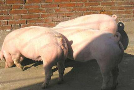 山上“猪出没” 男子带人猎杀惹麻烦，向猪主赔偿3000元