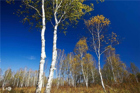 今日立秋!秋季是养猪黄金时期 教你秋天养猪窍门