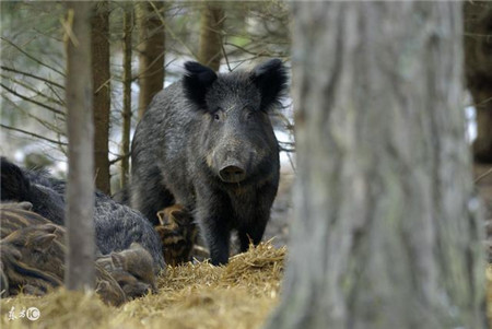 今日立秋!秋季是养猪黄金时期 教你秋天养猪窍门