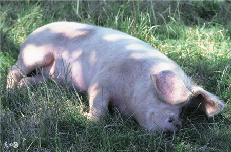 今日立秋!秋季是养猪黄金时期 教你秋天养猪窍门