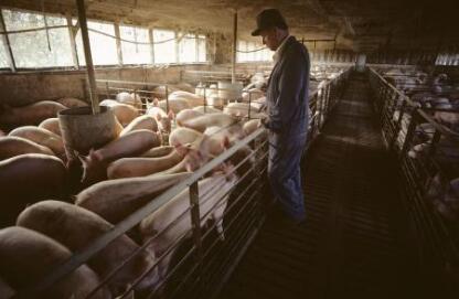 假兽药——农业部忍了半年,终于忍不了了!