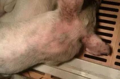 秘~猪场厂长都在疯传的猪病防治黄金法则!