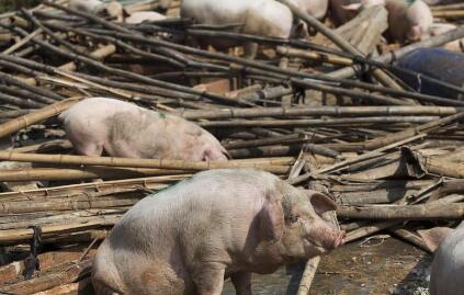 又有一个养猪人要告别养猪了，谁来听听我们的声音？