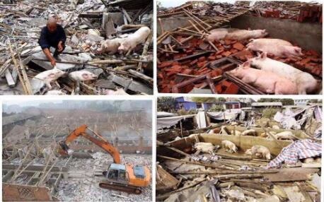 关停、整改!猪场停了,工作没了!我想跟我祖国谈谈!