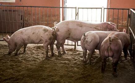 年底必须拆完禁养区!8月,你的猪场还好吗……