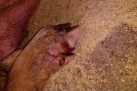 老兽医用实例告诉你如何有效防治五号病!