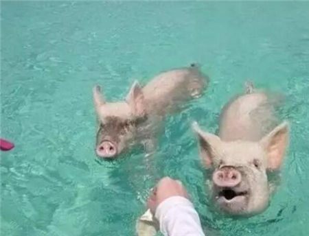 夏天猪热应激营养调整攻略:提"脂"降"碳"、调"蛋"补"氨"、关注ACE