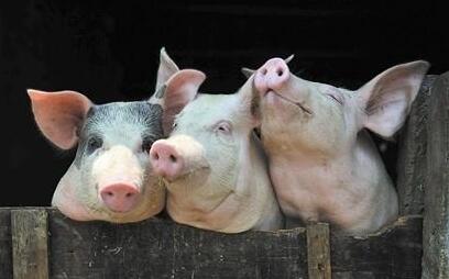 比猪价涨跌更值得关注的7个问题,养猪人必看