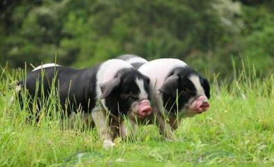 湖南十大农业品牌——宁乡花猪：如何再续传奇？