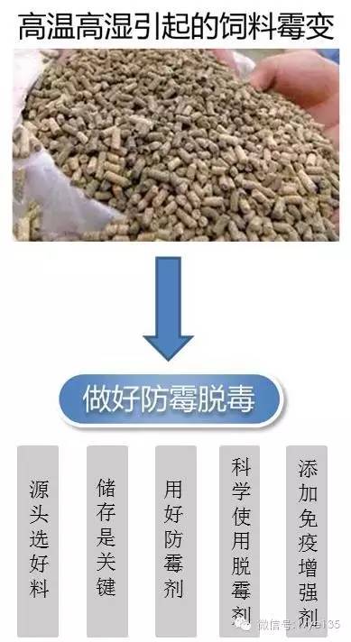 刘进辉教授支招解决夏季猪难养的问题