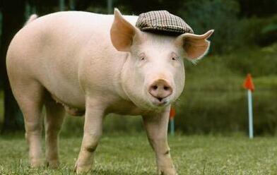 产能扩张带来何隐患?散户面临的挑战 规模越大盈利越高?