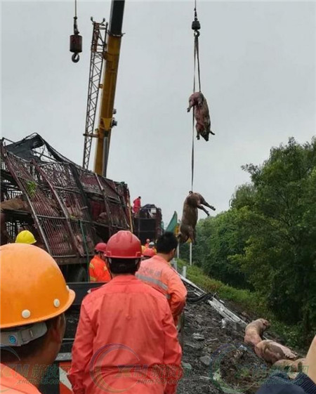 画面太美！130余头“二师兄”进入路旁水沟“泡澡”