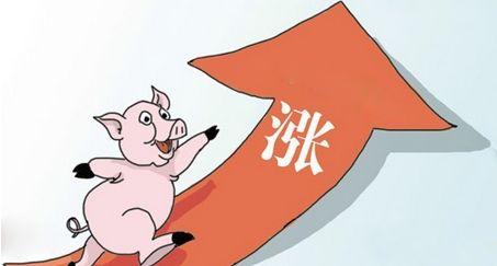 养殖户遵循以下这些规律,猪就可以卖个好价钱!