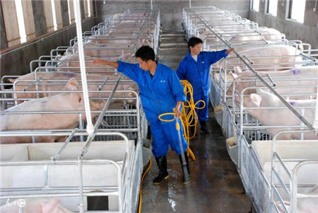 8月中下旬猪行情分析 屠企手中没有多少底牌可打