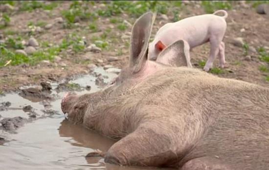 世界首批内源性逆转录病毒活性灭活猪克隆成功!