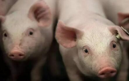 淘汰猪”卖高价,两招轻松搞定,猪贩子都无语了!