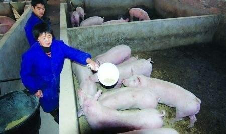 农村养猪人不用怕:做好这3点,谁也灭不了你!