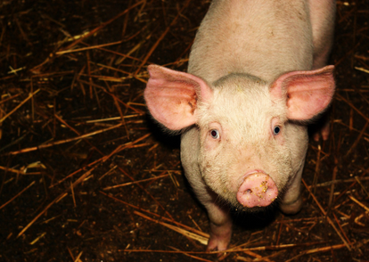 这样的猪要是不淘汰?你的猪场可能会损失上百万!