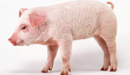 关于猪软腿病的防治！