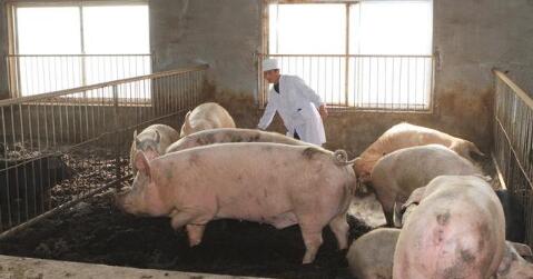 5年之后,还能养猪业的就只有这两种群体……