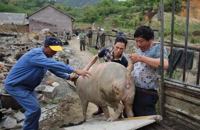 猪价要上调了!禁养也拖不住上涨的脚步!
