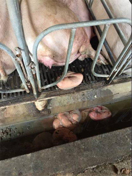 猪场蓝耳病不稳定的“识别信号”！