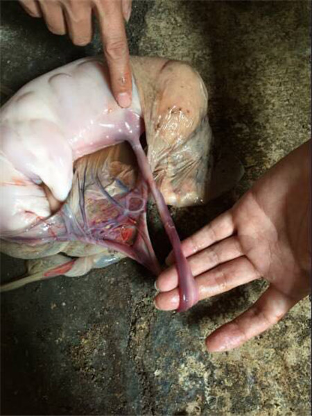 猪场蓝耳病不稳定的“识别信号”！