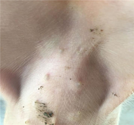 猪场蓝耳病不稳定的“识别信号”！