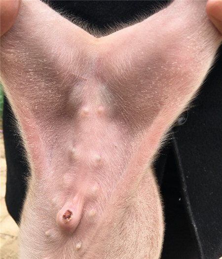 猪场蓝耳病不稳定的“识别信号”！