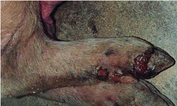 防治口蹄疫三大误区，千万别进