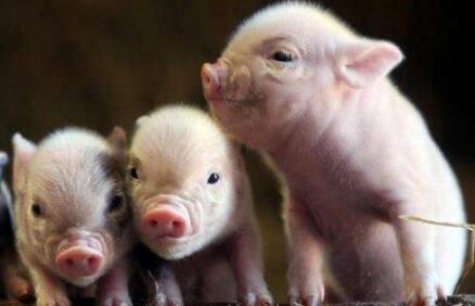 中英新协议:约17亿元的进口猪肉将进入中国市场