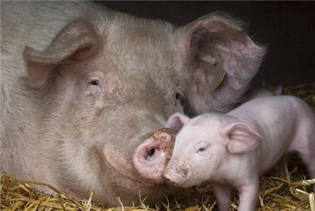 买兽药的钱可以省，这三种猪病用大蒜就能搞定