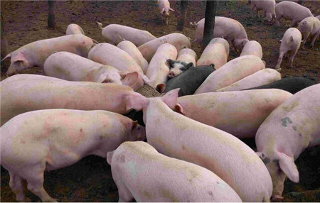 买兽药的钱可以省，这三种猪病用大蒜就能搞定