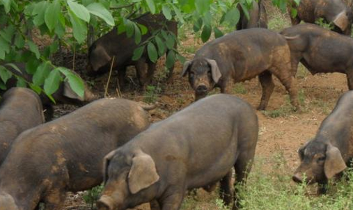 养殖户的机会又来了?未来我国养猪业母猪会越来越少