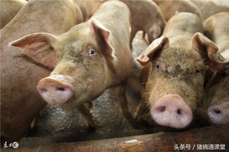 养猪这7点做不好,难怪出栏不会早!
