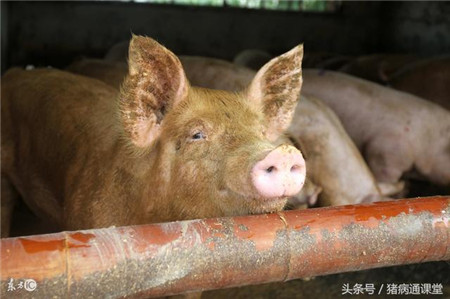 养猪这7点做不好,难怪出栏不会早!