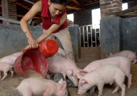 这四条养猪大忌,犯任何一条都不赚钱,你犯过吗?