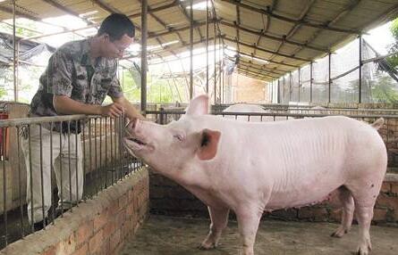 环保督查来袭!玉米、豆粕、猪价在“劫”难逃!农民该咋整?