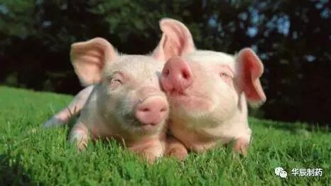 要想猪场盈利，需做好生物安全措施