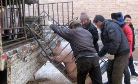 曝光黑心猪贩的8条“诡计”, 养猪人当心!