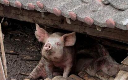 生猪散养户们面临的几大痛处,外行人感受不到……