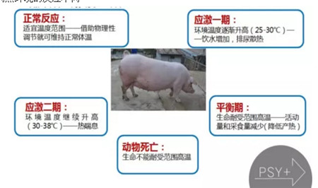 热应激直接影响母猪产健仔数,并持续到来年1月