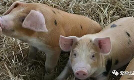 你的猪开始气喘咳嗽了？预防要点全在这里了
