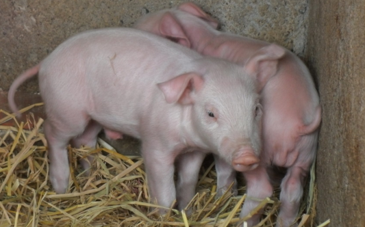 养猪场污水偷排沪山河道 3名负责人被行政拘留