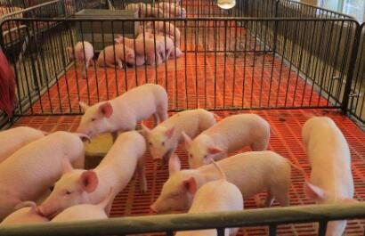 广东查获700多吨走私猪蹄、猪耳! 案值约3500万元