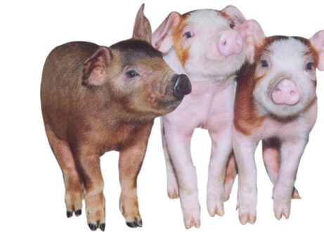 葫芦岛:养黑猪给小山村带来了希望