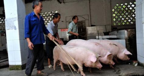 8月猪周期下行期猪价回暖，新一轮“牛市”或推迟到年底！