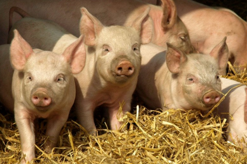 纠结多年的畜牧养殖标准、处理设施和环评的问题,山东发文都明确了!