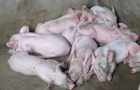 “垃圾是放错了地方的资源”,畜禽粪也是如此。我国目前畜禽养殖每年产生粪污38亿吨,而综合利用率不足60%。畜禽养殖业排放的化学需氧量达到1268.26万吨,占农业源排放总量的96%。